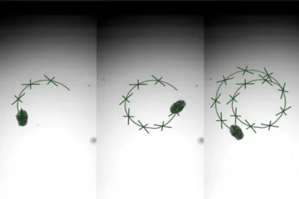 روبوتات بيولوجية مبتكرة مصنوعة من خلايا الرئة البشرية