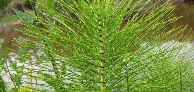 اكتشف فوائد ذيل الحصان للشعر: حل طبيعي لنمو الشعر وتقويته