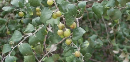 فوائد زيت السدر للشعر