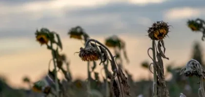 البحث في المشكلة الاقتصادية: تحليل شامل للمفاهيم والتحديات