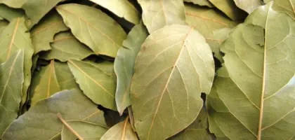 فوائد زيت الغار للشعر وأثره على صحة الشعر