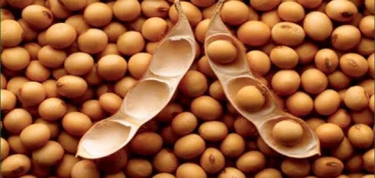 فوائد زيت الصويا للشعر: اكتشف كيف يساعد في تحسين صحة شعرك