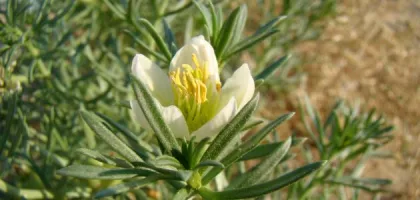 فوائد الحرمل لتطويل الشعر