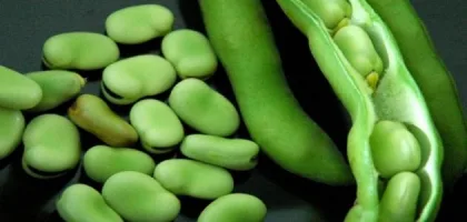 فوائد الفول الأخضر للصحة والعلاج