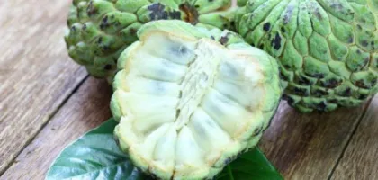 فاكهة القشطة للحامل: تأثيراتها وفوائدها وأضرارها