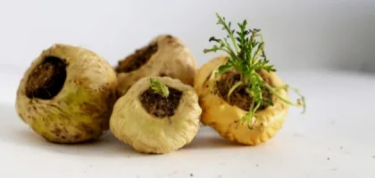 فوائد جذور الماكا: تعزيز الصحة والطاقة