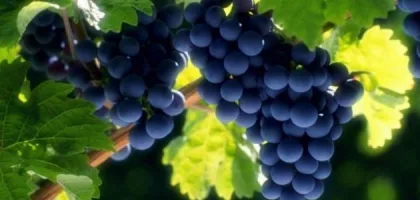 أضرار العنب للحامل وتأثيراته المحتملة