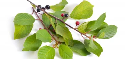 فوائد النبق الصحية وتأثيراته المتعددة