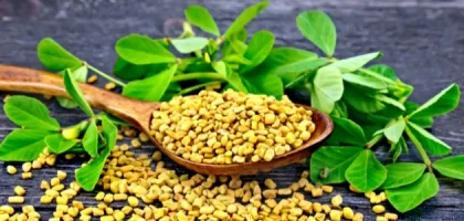 أضرار الحلبة للرجال: تأثيراتها السلبية وآثارها الصحية