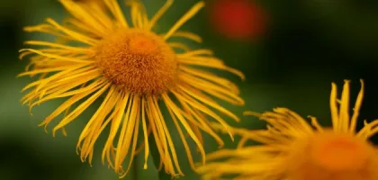 فوائد عشبة الطيون الصحية وتأثيرها على الجسم