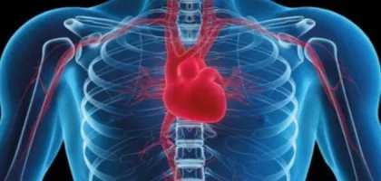أين يوجد القلب في جسم الإنسان وأهميته الصحية