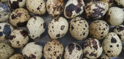 اكتشف فوائد بيض البط للأطفال: غذاء متكامل وصحي