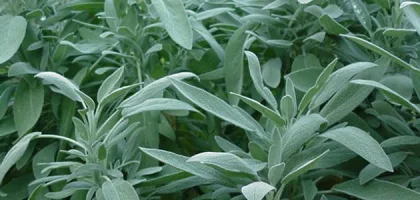 فوائد المرامية للحامل: كنز الصحة الطبيعي