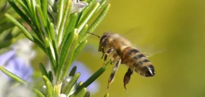 فوائد عسل الزعتر الصحية