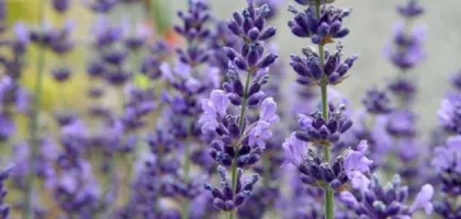 فوائد الخزامى للحمل وتأثيراتها الصحية