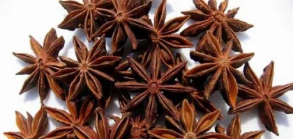 فوائد نجمة الأرض الصحية واستخداماتها