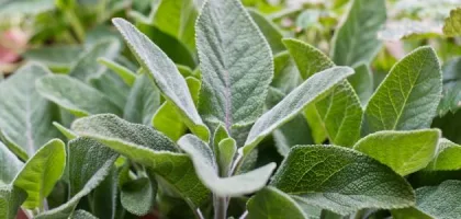 تأثير الميرمية والبردقوش على صحة الحامل