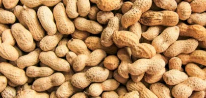 أضرار الفول السوداني: التأثيرات الصحية والمخاطر المحتملة