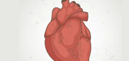 أكبر شريان في جسم الإنسان: الأهمية والتشريح والوظائف