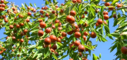 فوائد ثمرة السدر الصحية وتأثيرها على الجسم
