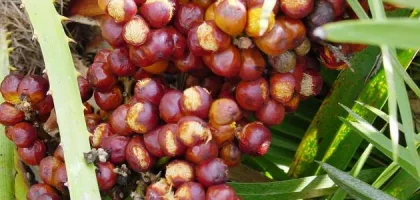 فوائد الدوم للحامل: معلومات شاملة حول الفوائد والأضرار