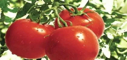 أكل الطماطم للحامل: فوائد وأضرار