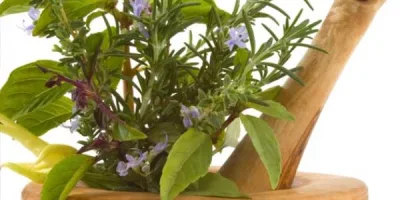 الأعشاب التي ترفع ضغط الدم: تأثيرها وكيفية استخدامها