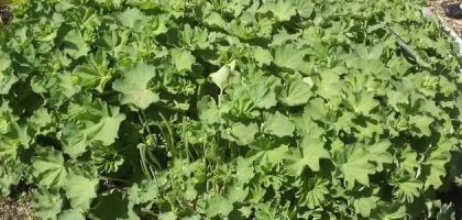 فوائد وآثار عشبة عباءة السيدة خلال فترة الحمل