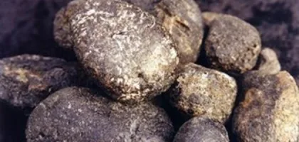 فوائد العنبر للحمل: أثره الإيجابي على الخصوبة والصحة العامة