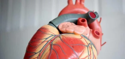ما هي صمامات القلب وأهميتها الصحية