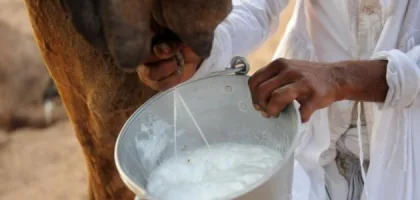 فوائد حليب الإبل للأطفال وأهميتها الصحية