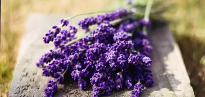 فوائد عشبة الخزامى وتأثيرها على الصحة