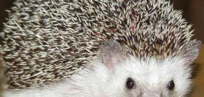 فوائد لحم القنفذ: كنز غذائي غير مستغل