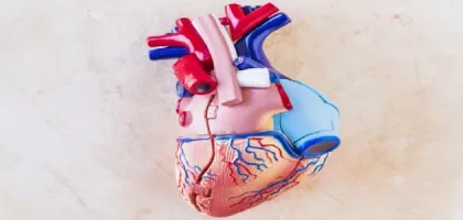 الشرايين الرئيسية التي تغذي القلب وأهميتها