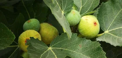 اكتشف كيف يساعد ورق التين في التنحيف بطرق مذهلة