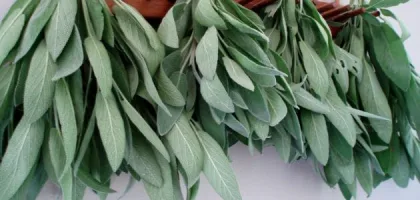 هل الميرمية ترفع ضغط الدم؟