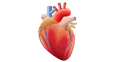 أحدث أبحاث أمراض القلب