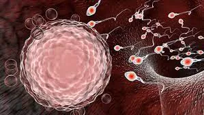 تراجع الخصوبة عند الرجال العرب.. مؤشرات مقلقة ودراسات جديدة