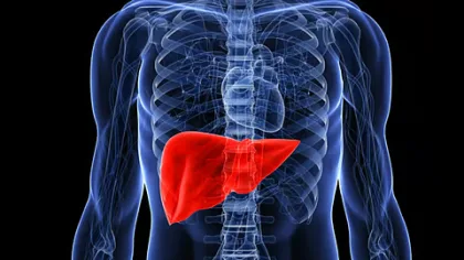 كيف تعرف أن الكبد متعب؟ إشارات مبكرة لا يجب تجاهلها