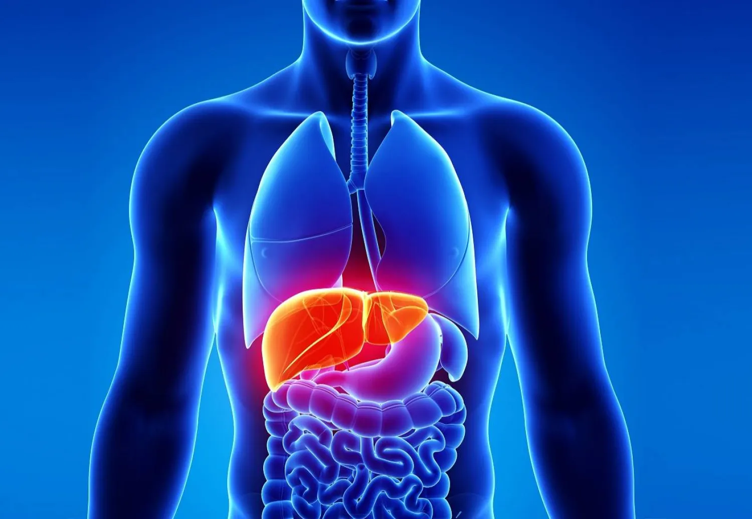 نظام غذائي يحافظ على الكبد ويمنع تراكم الدهون