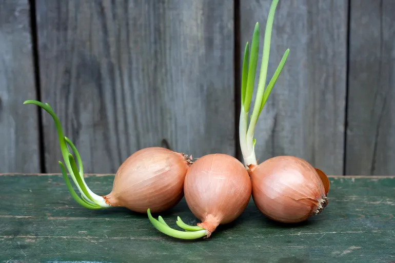 ماذا يحدث لجسمك عندما تأكل البصل كل يوم؟
